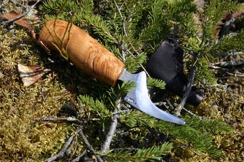 Scaled Image 4